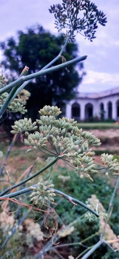 Royal Farm Bharatpur Leilighet Eksteriør bilde